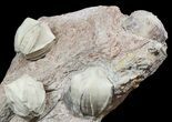 Multiple Blastoid (Pentremites) Fossil - Illinois #48669-1